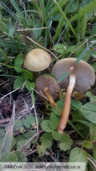 Agrocybe paludosa