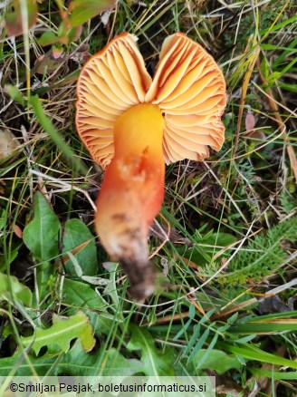 Hygrocybe punicea