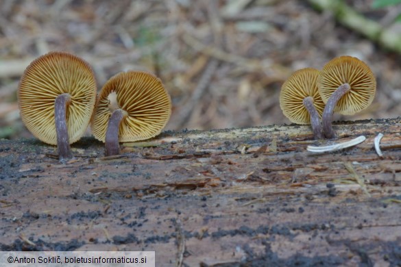 Gymnopilus josserandii