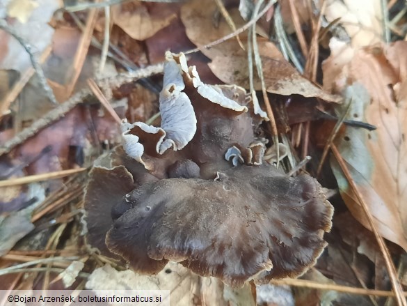 Craterellus undulatus