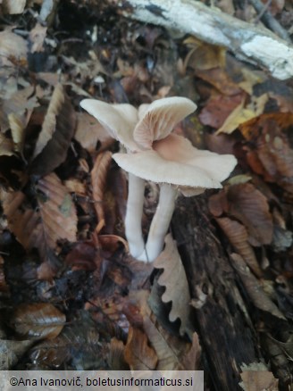 Entoloma rhodopolium