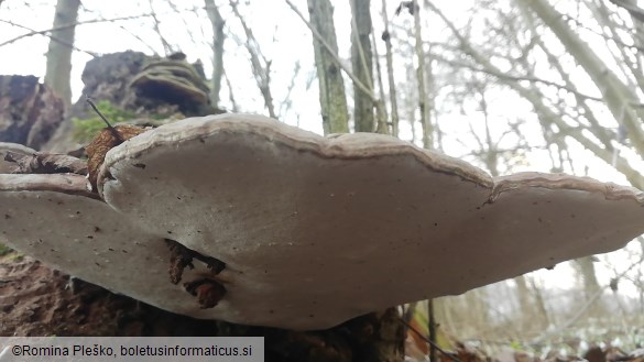 Ganoderma applanatum