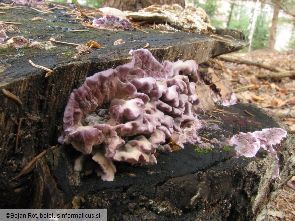 Chondrostereum purpureum