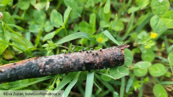 Hercospora tiliae