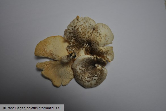 Lentinus tigrinus