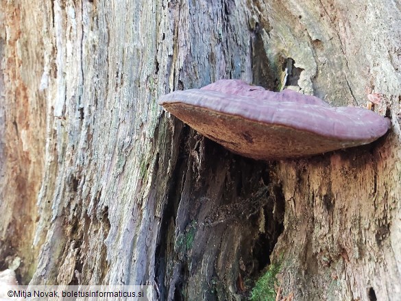 Ganoderma resinaceum