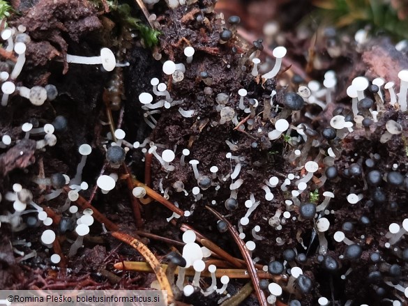 Cudoniella acicularis