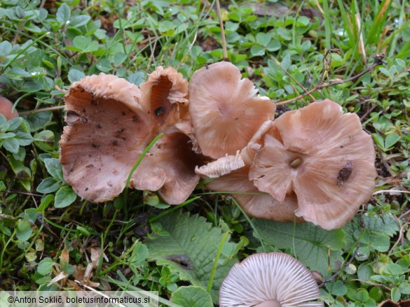 Entoloma catalaunicum