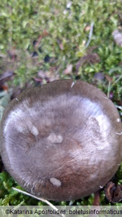 Pluteus atromarginatus