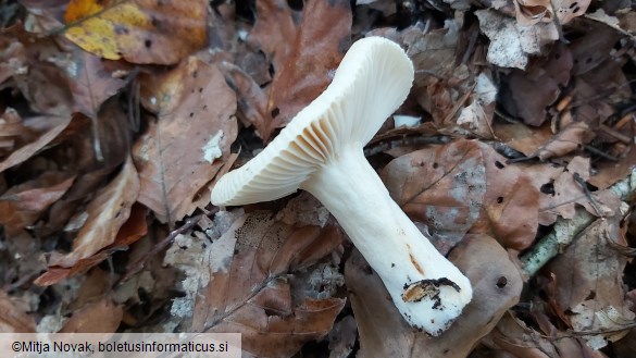 Russula fellea