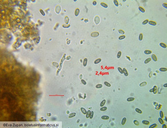 Camarops polysperma