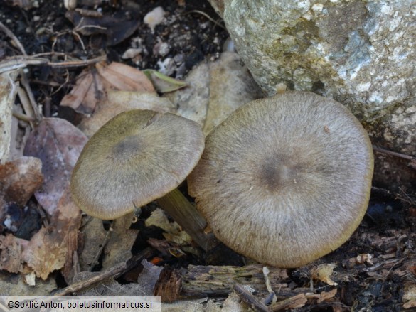 Entoloma plebejum