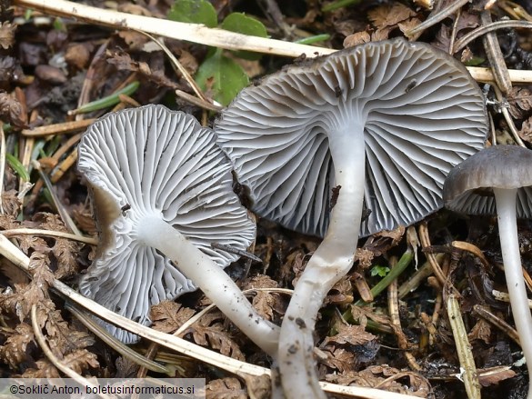 Mycena flos-nivium