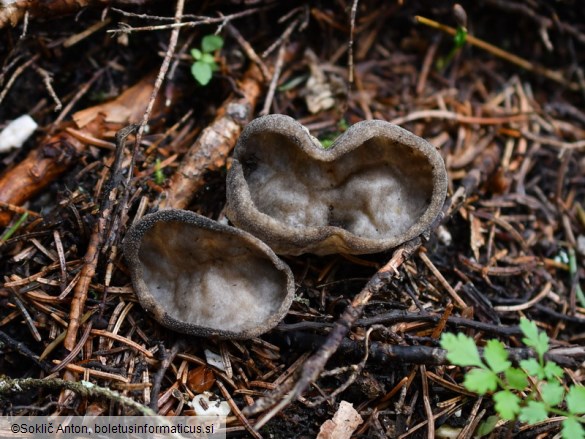 Helvella costifera