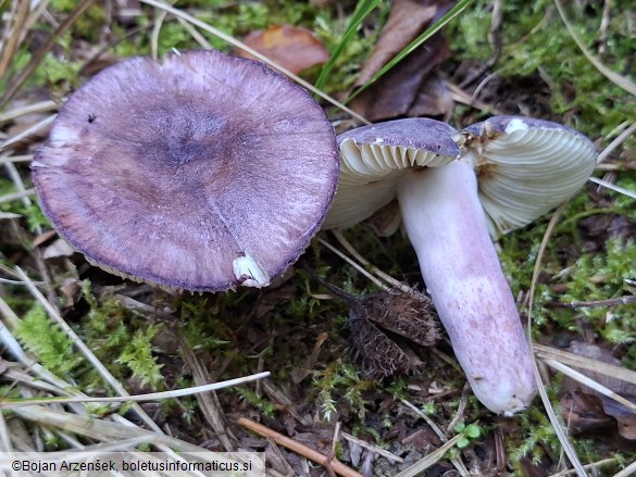 Russula amoena