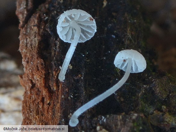 Mycena tenerrima