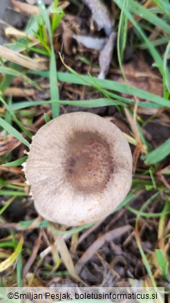 Coprinopsis atramentaria