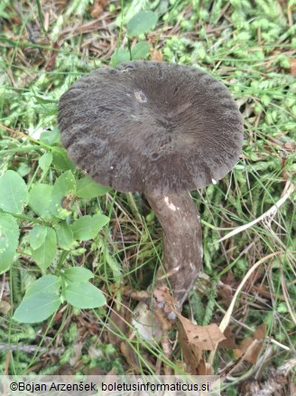Lactarius lignyotus