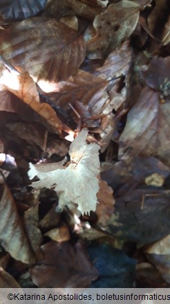 Megacollybia platyphylla