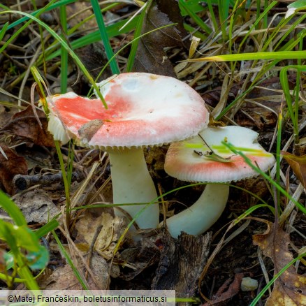 Russula nobilis