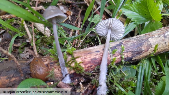 Mycena leptocephala