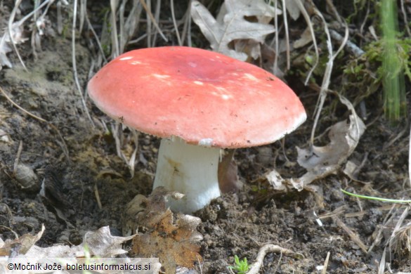 Russula luteotacta