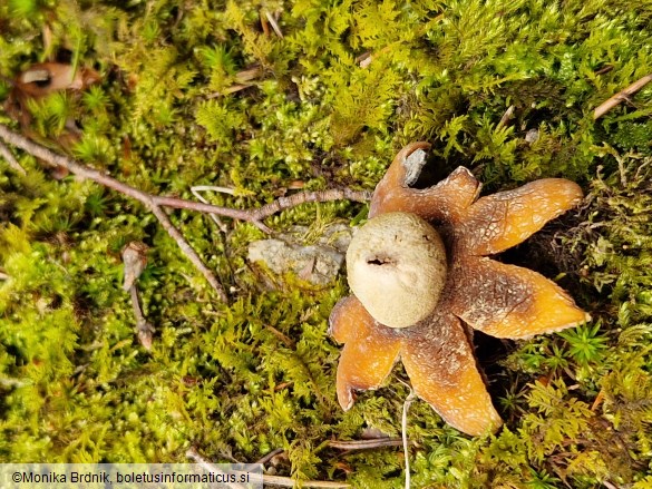 Geastrum fimbriatum