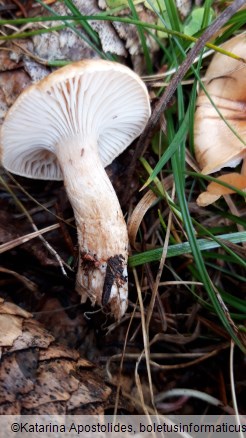 Hygrophorus discoideus