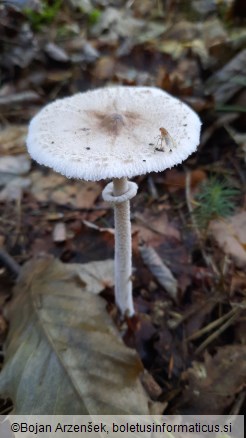 Macrolepiota mastoidea