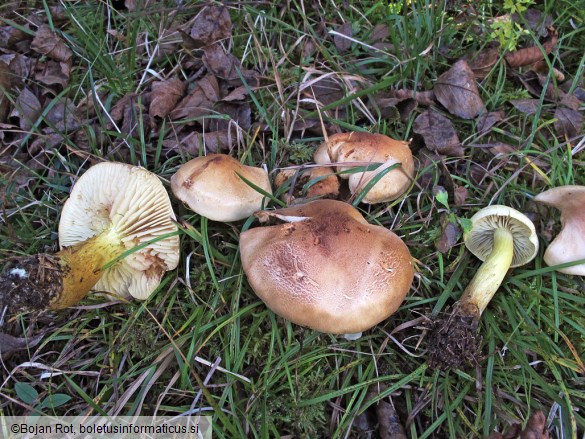 Tricholoma bufonium