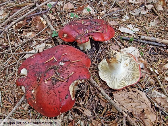 Russula viscida