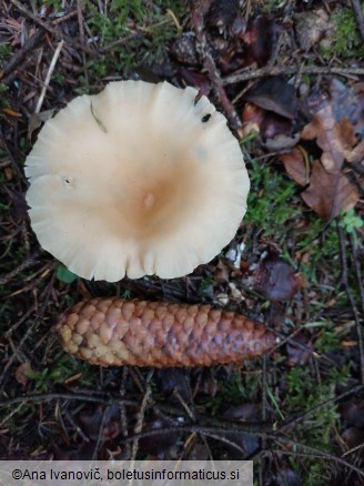 Clitocybe gibba