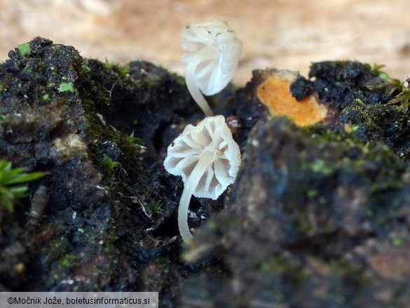 Mycena alba