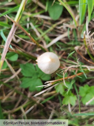 Conocybe apala