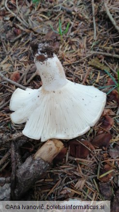 Russula delica