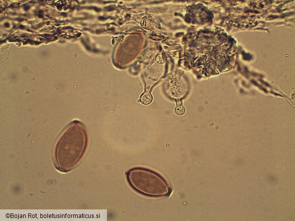 Conocybe macrospora
