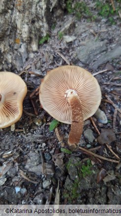 Kuehneromyces mutabilis