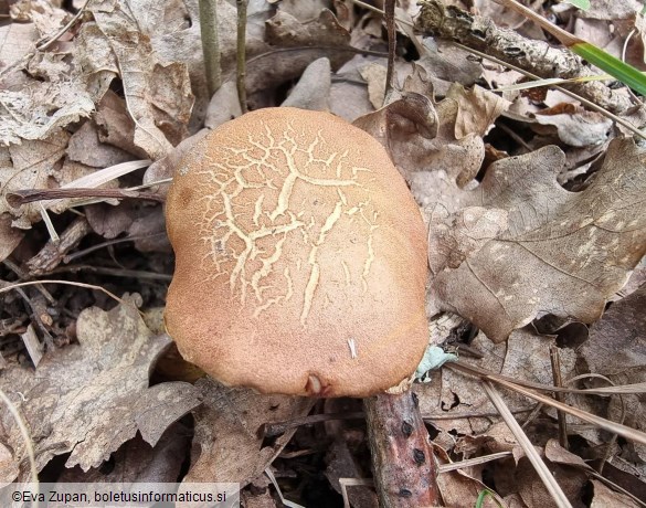 Aureoboletus moravicus