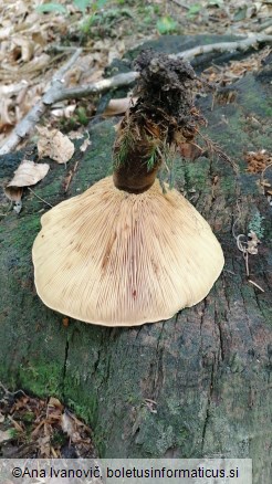 Paxillus atrotomentosus