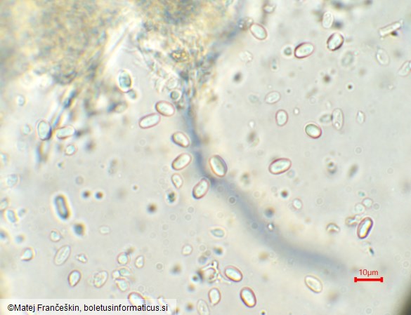 Crucibulum laeve