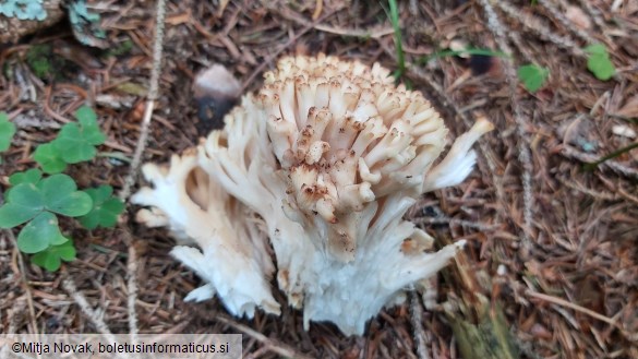 Ramaria pallida