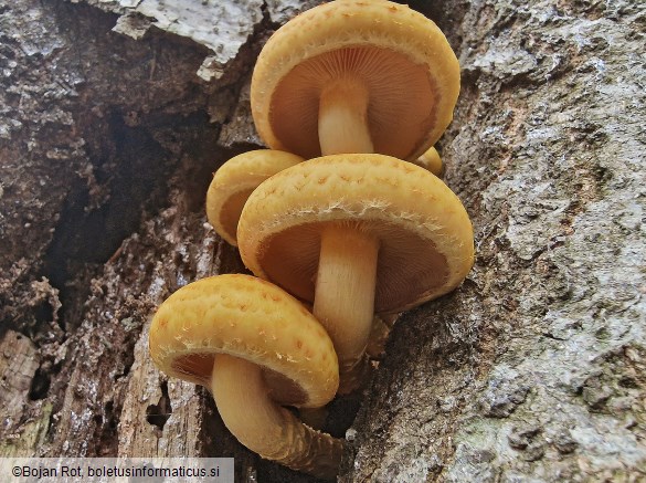 Pholiota adiposa