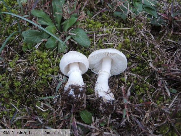 Leucoagaricus leucothites