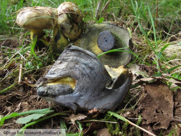 Cyanoboletus pulverulentus