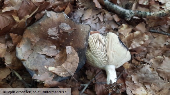 Russula adusta