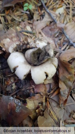 Geastrum fimbriatum