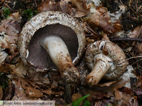 Agaricus bisporus