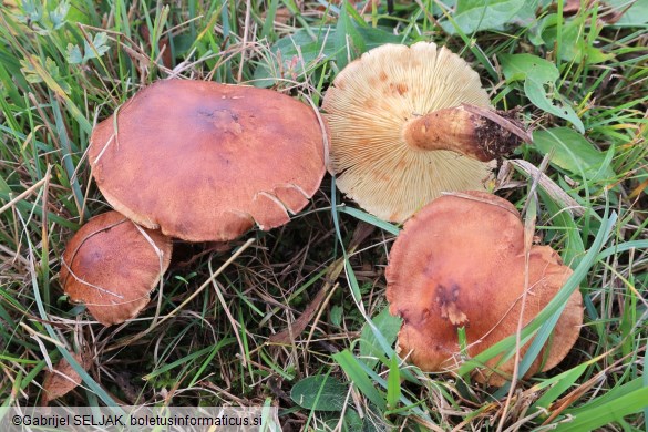 Tricholoma fulvum