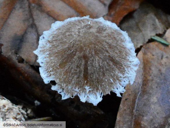 Psathyrella impexa