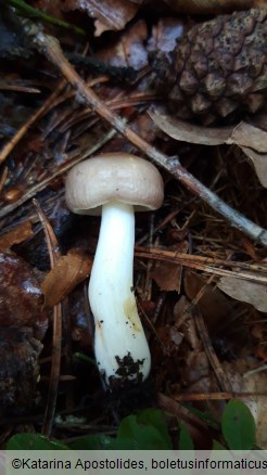 Russula cavipes